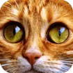 Jigsaw Puzzle Cats